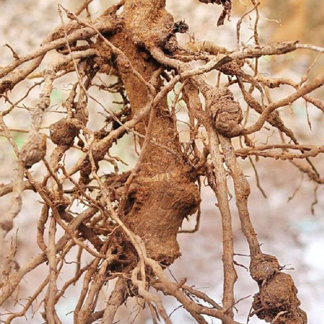 Tuyến trùng rễ - Ảnh 6