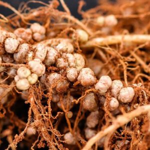 Tuyến trùng rễ - Ảnh 5
